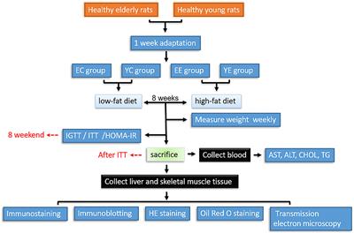 Linking Mitochondrial Function to Insulin Resistance: Focusing on Comparing the Old and the Young